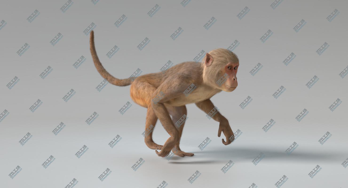 images/goods_img/2021040164/3D Monkey 2 Animated model/5.jpg